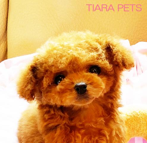 ★ドルチェchan★マイクロティーカップサイズ！！