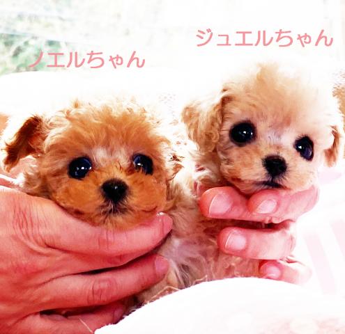 ★スーパーアイドル系！！マイクロティーカップサイズ★ノエルちゃん★