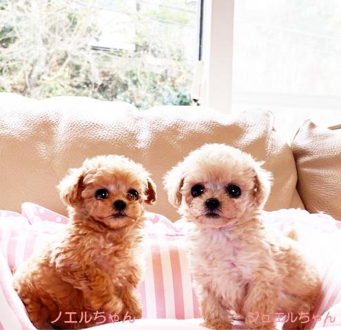 ★スーパーアイドル系！！マイクロティーカップサイズ★ジュエルちゃん♪