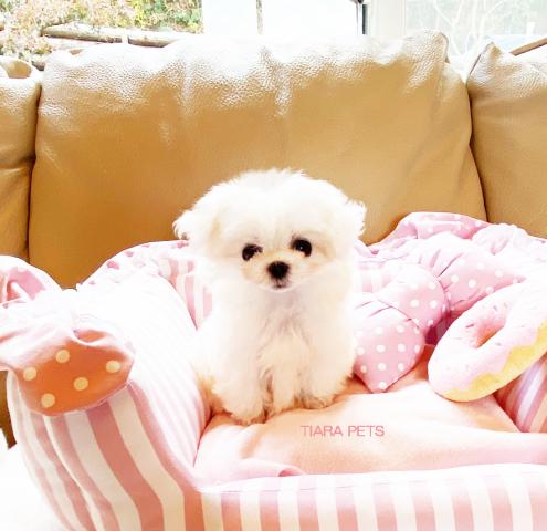 ★みにまる君★スーパー極小サイズ！！