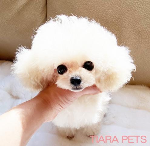 ★極上＆極小サイズ クリーム 男の子 ♪ 年間数頭レベル！！★