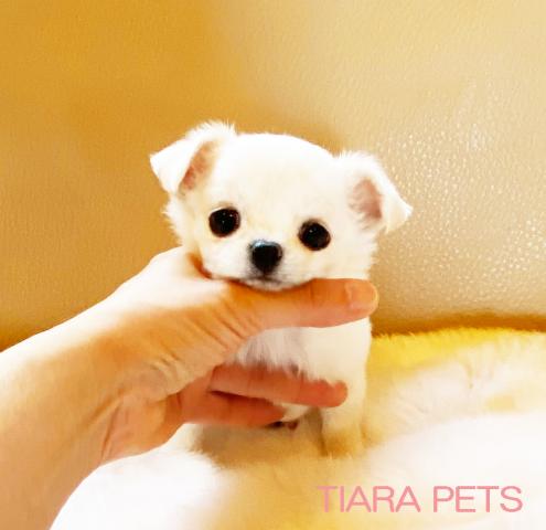 ★極小サイズ！！ホワイトチワワの女の子★