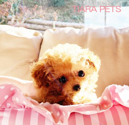 ★マイクロティーカップサイズ！！アプリ男の子★1/5までのお迎えでお値引あり★