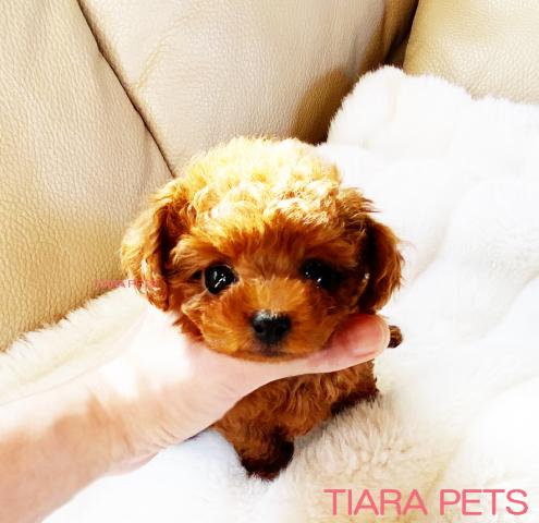 ★マイクロティーカップサイズ！！レッド 男の子 ロメオ君★