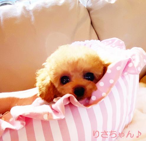 ★マイクロティーカップサイズ お目めが大きな女の子 りさちゃん♪