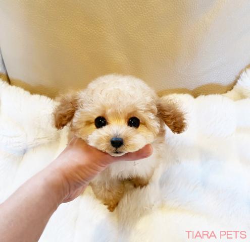 ★ティーカップサイズ！！テディ君★お求めやすい価格でお譲りします♪