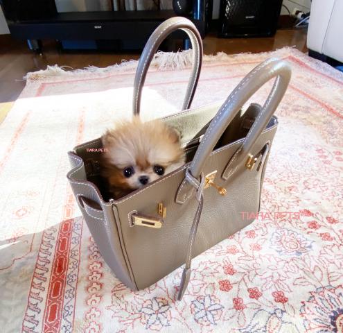 ★10年に1頭レベル！！スーパープレミアムクラス♪