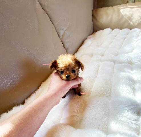 ★今まで入園した中で一番小さな子です♪マイクロティーカップサイズ！！