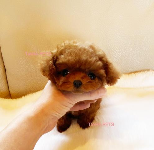 ★お鼻激短い！！マイクロティーカップサイズ！！ありすちゃん★