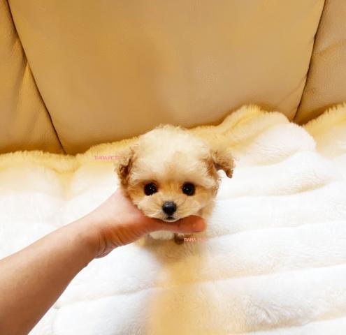 ★お顔激カワイイ！！リトルバンビ君★