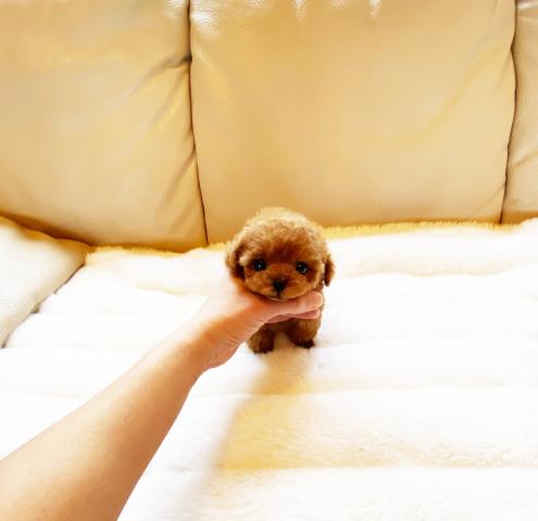 ★離れ目で幼いお顔立ち！！ティファニーちゃん★