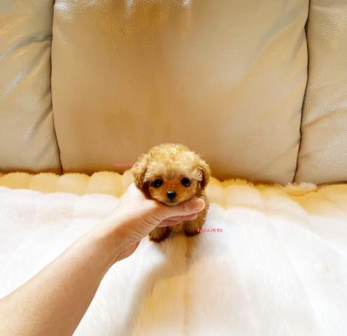 ★離れ目で幼いお顔立ち！！メロディーちゃん★