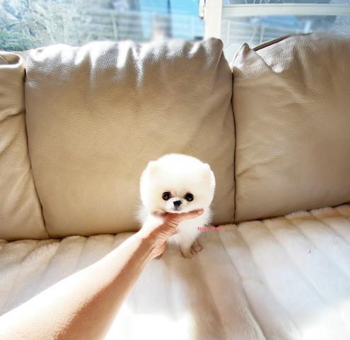 ★極小サイズ！ポメラニアン クリーム 男の子★