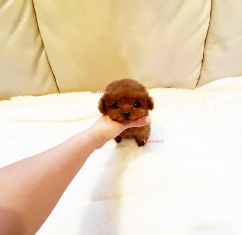 極め度★★★★★ビオラちゃん♪