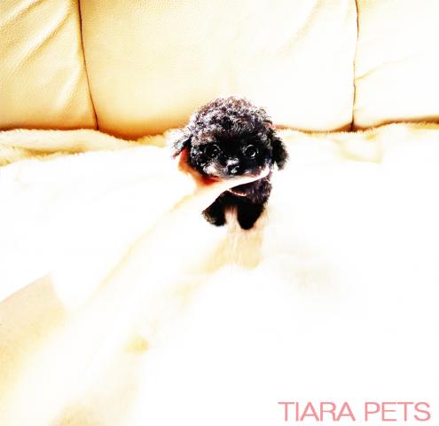 お洒落ブラック♪マリン君♪マイクロティーカップサイズ！！