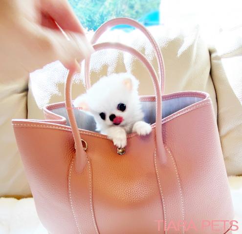 ★超スーパー極小サイズ！！マカロン君★ホワイト★