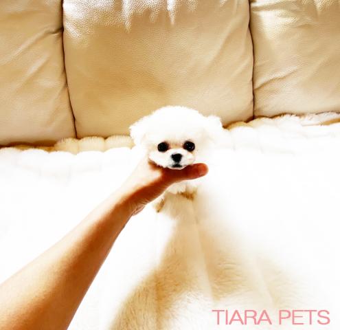 ★極小♪みるくちゃん♪女の子♪動画追加です♪