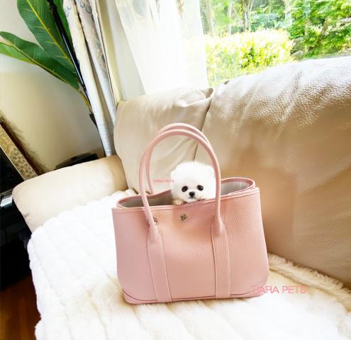 ★今まで入園した中で番小さな子です!!