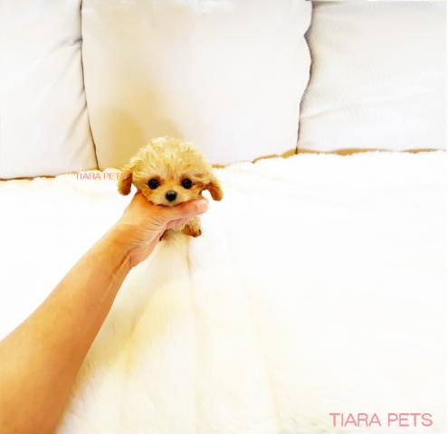 ★スーパープレミアムクラス♪ぴの君★