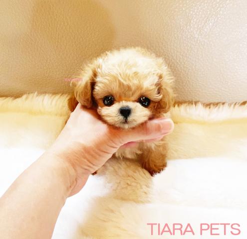 ★マルプーの女の子★こももちゃん★