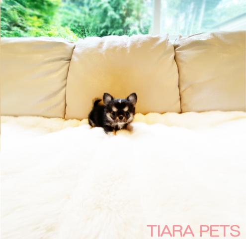 ★スーパー極小サイズ！！大吉くん★