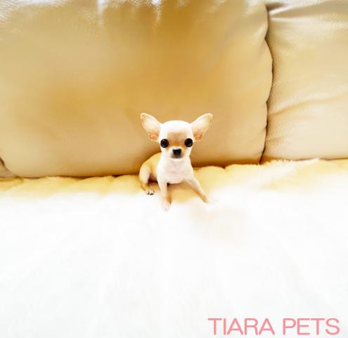 ★スムースチワワの女の子♪あんみつちゃん★