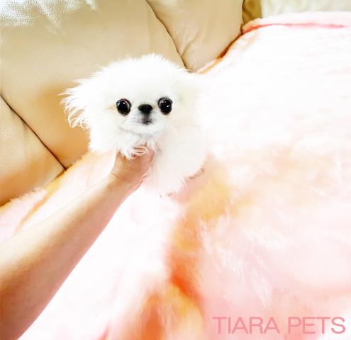 ★極小サイズ！！モネ君★