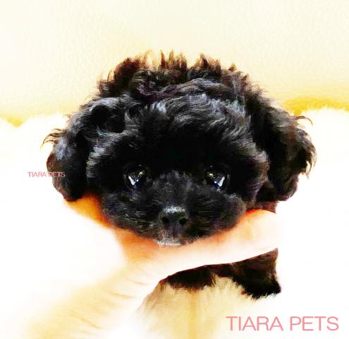 ★シルバーの女の子♪サファイアちゃん★