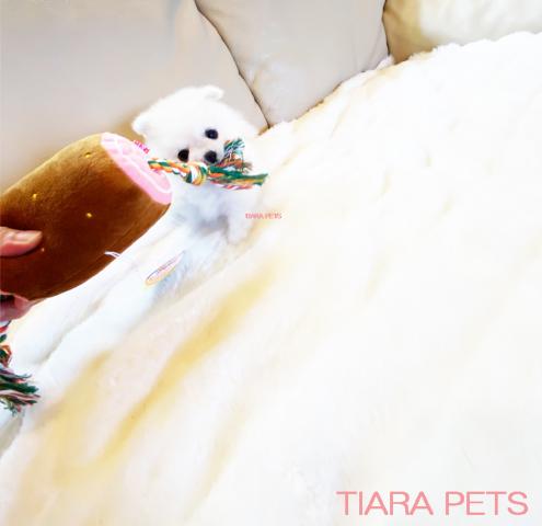 ★全力でお安くします第一弾！！★しろくま君♪