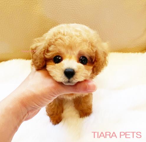 ★全力でお安くします第二弾！！★クレープ君♪