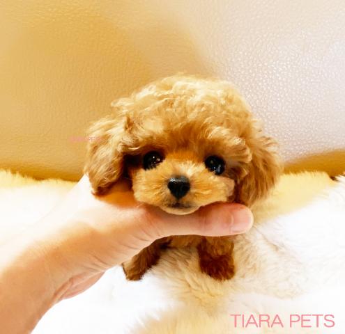 ★アプリコットカラーの男の子♪チェロ君★