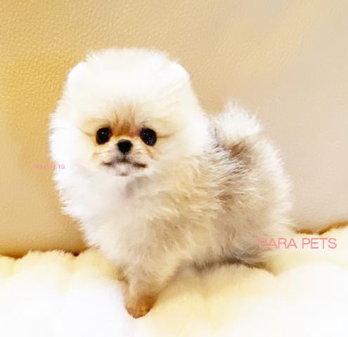 ★スーパープレミアムクラス♪ティナちゃん★