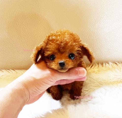 ★マイクロティーカップサイズ！！めいちゃん♪