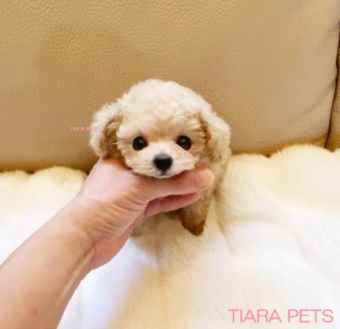 ★マイクロティーカップサイズ♪いちごみるくちゃん★