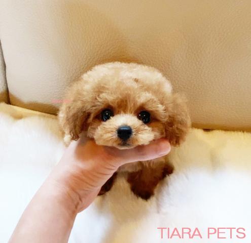 ★アプリコットカラーの男の子♪かいと君★