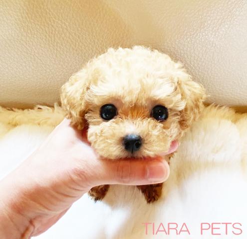 ★ゆず君♪オーナー様募集中！！