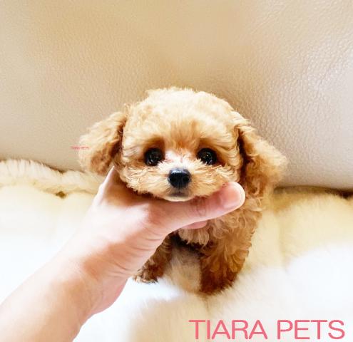 ★アプリコットの男の子♪マロン君♪