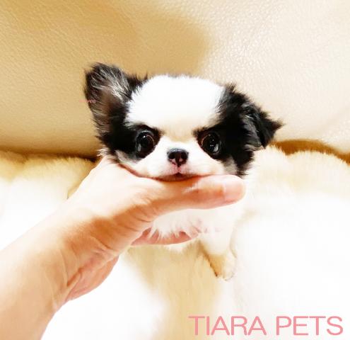 ★可愛いパンダちゃん♪女の子♪