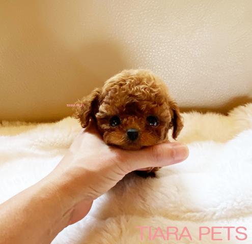 ★マイクロティーカップサイズ♪とても小さな子です♪ピッコロ君★