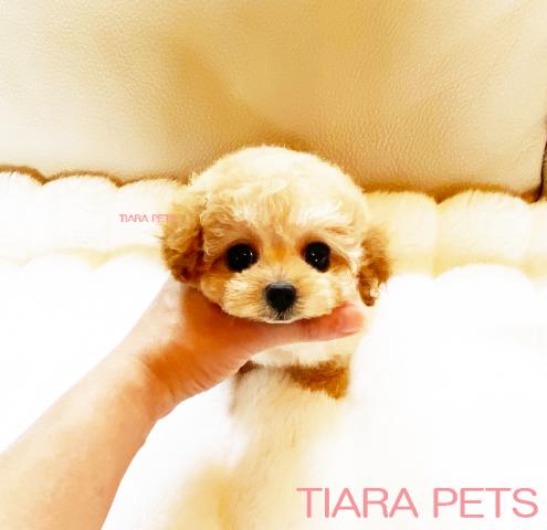 ★クリームの女の子♪シナモンちゃん★