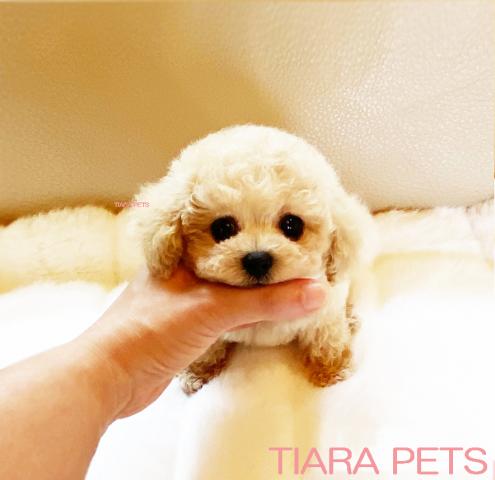 ★アプリコット♪男の子♪ハニー君★お写真追加です！！