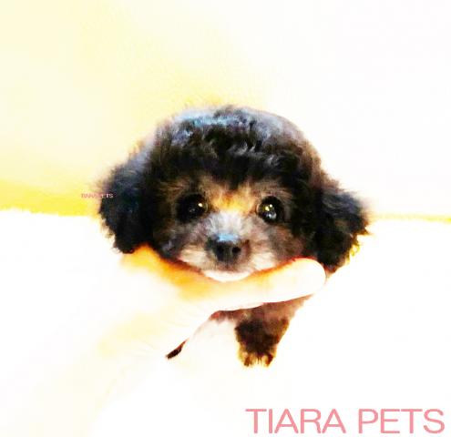 ★プラチナシルバーの女の子★サファイアちゃん★