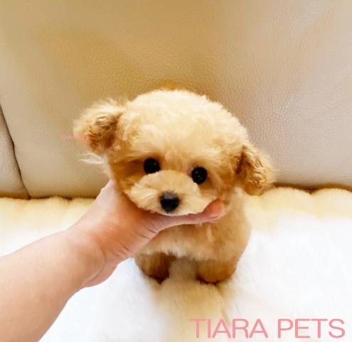 ★アプリコットカラーの男の子♪マフィン君★