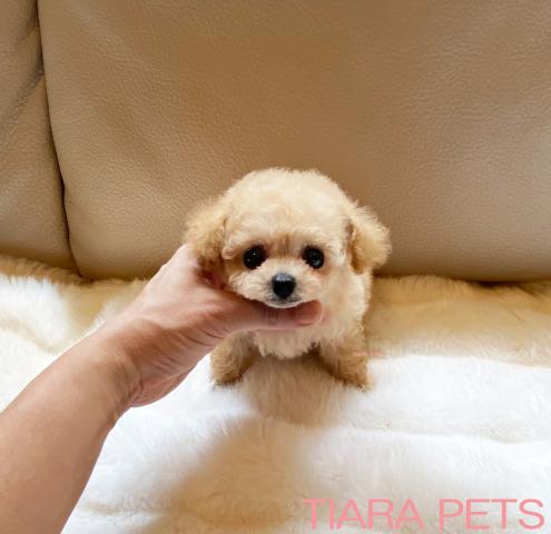 ★可愛いひよこ君★マイクロティーカップサイズ！！