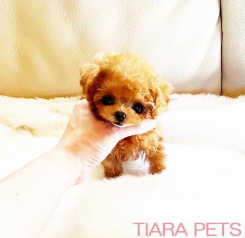 ★スーパープレミアムクラス♪マイクロティーカップサイズ♪ありすちゃん★