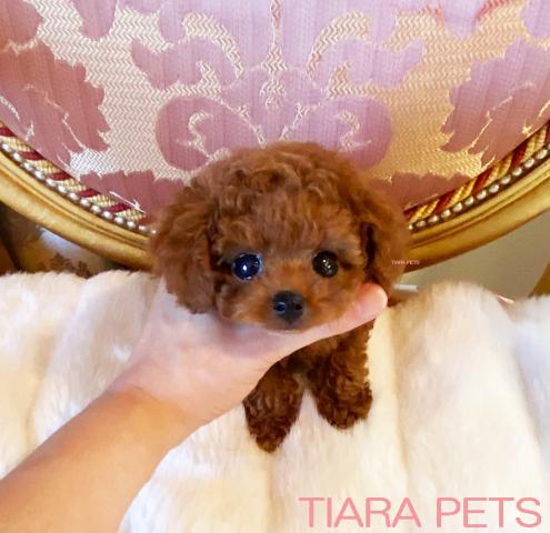 ★スーパープレミアムクラス♪マイクロティーカップサイズ♪ウィリアム君★