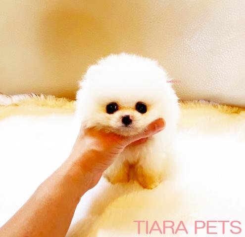 ★スーパープレミアムクラス♪スーパー極小サイズの男の子★