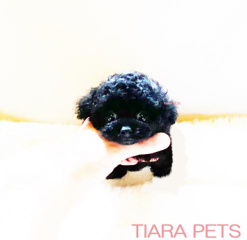 ★マイクロティーカップサイズ！！ブラックの男の子★きらら君★