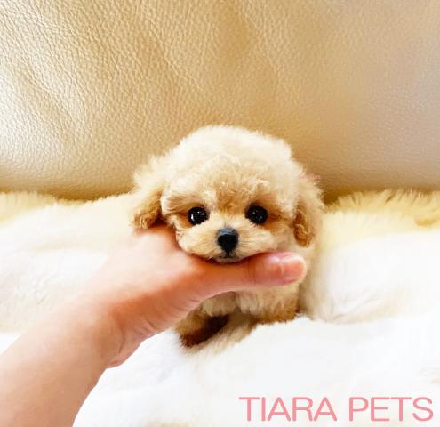 ★スーパープレミアムクラス♪マイクロティーカップサイズ★うるる君♪