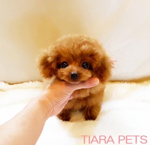 ★ティーカッププードル♪レッドの男の子♪たると君★